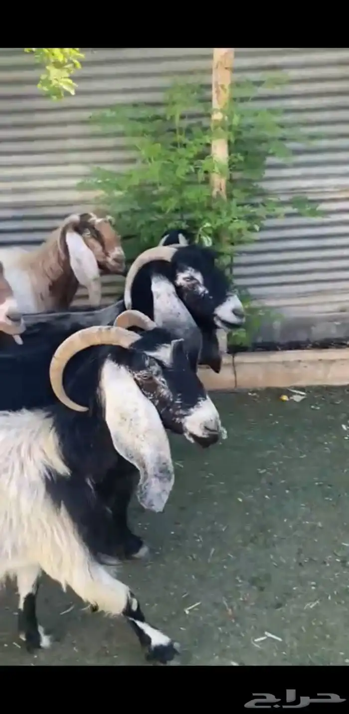 معز للبيع 3