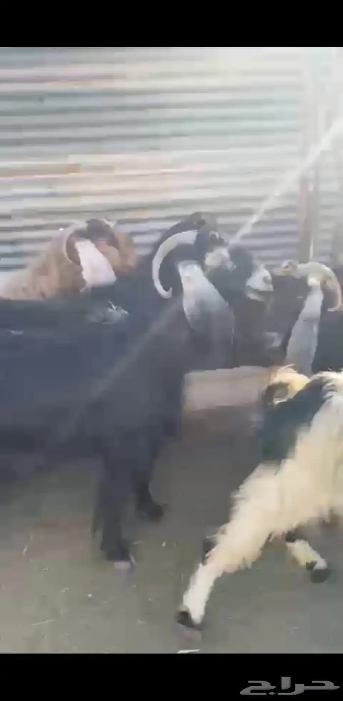 معز للبيع 1