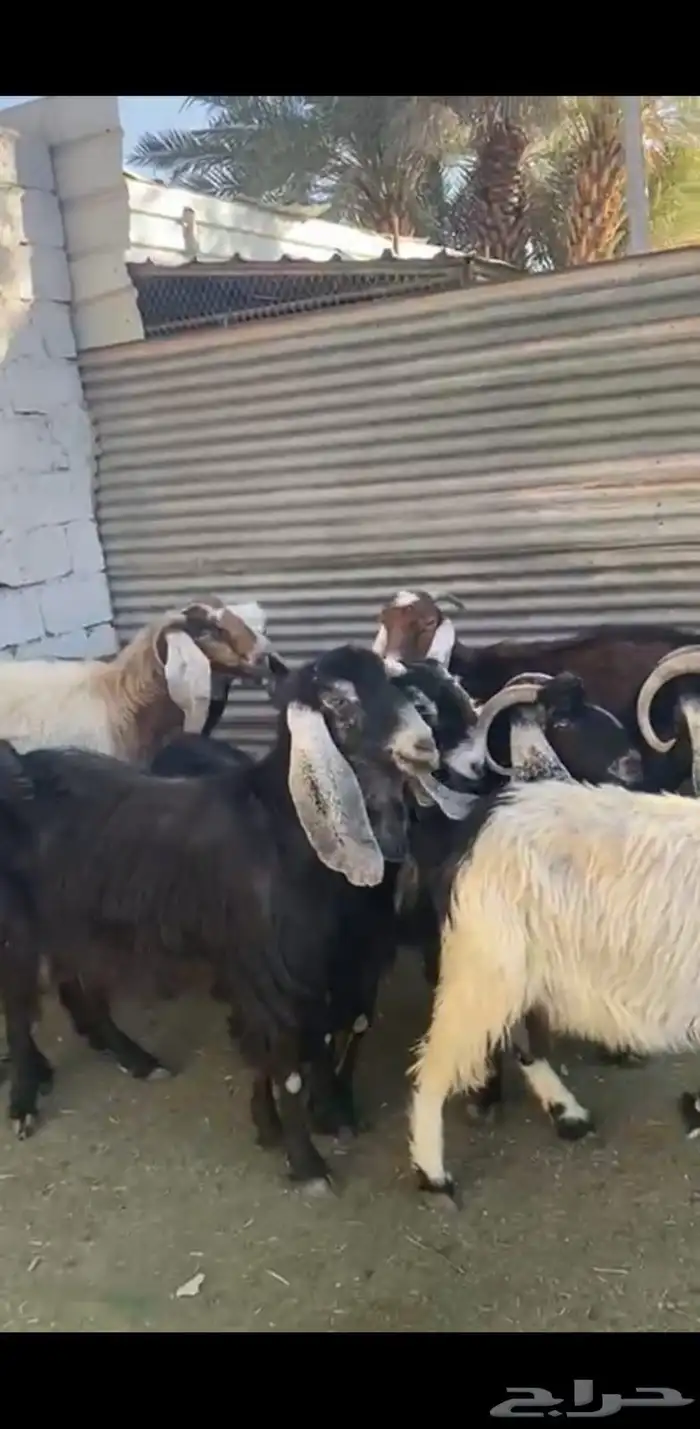 معز للبيع 0
