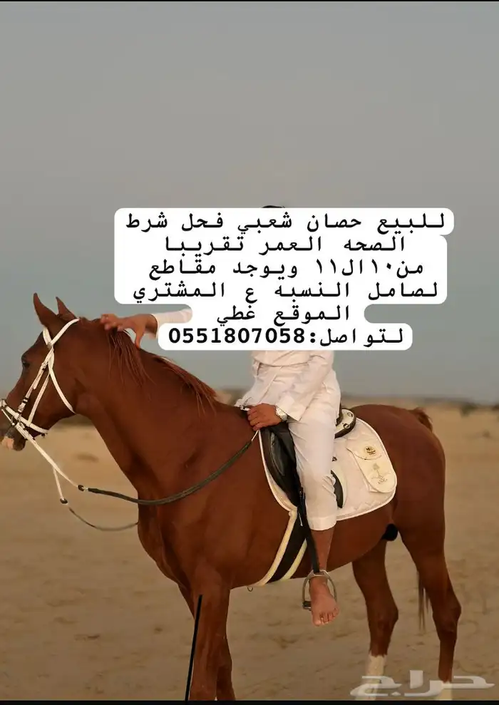 للبيع حصان شعبي فحل شرط الصحه العمر تقريبا من 10ال11 0