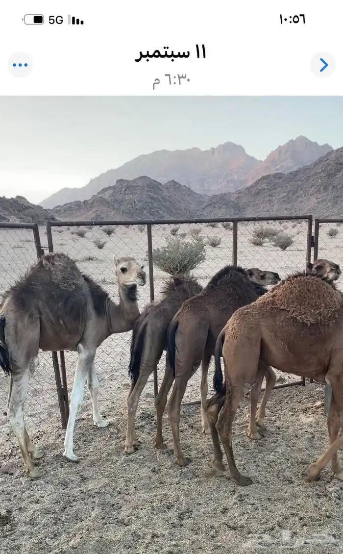 حشوان للبيع 0