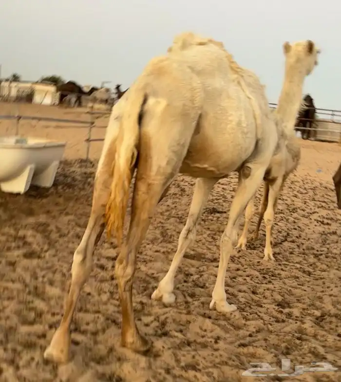عشرا للبيع بدون ولدها 0