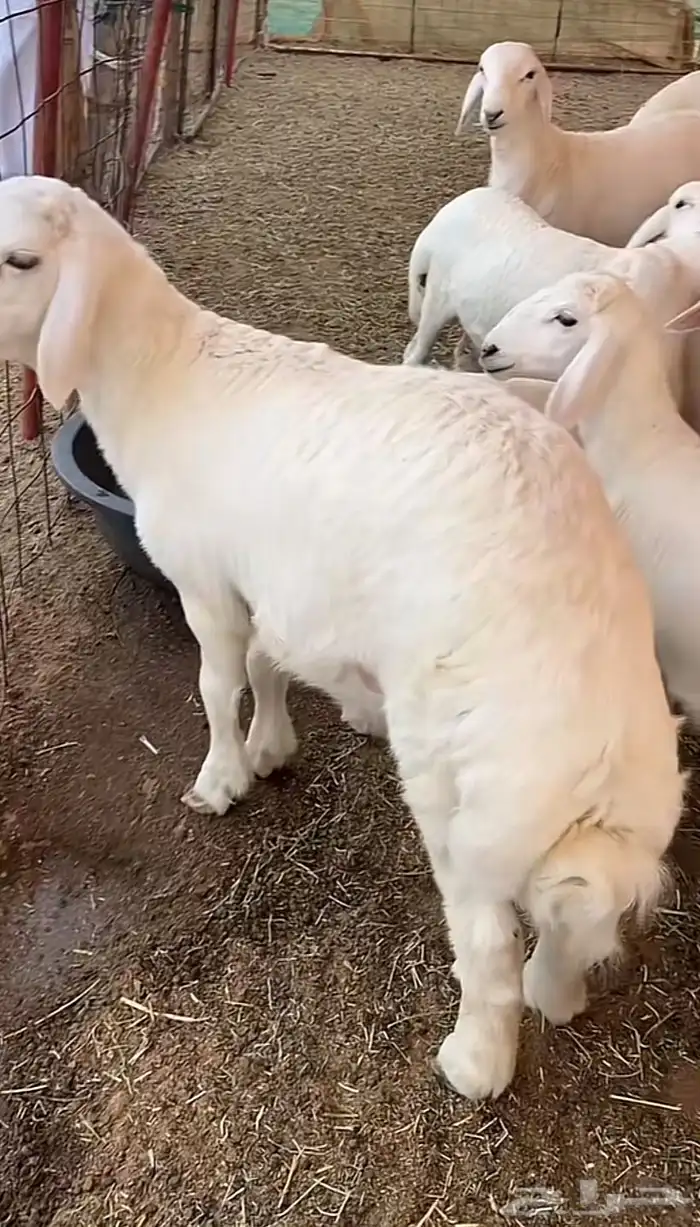 ( ذبائح بريه ) 6