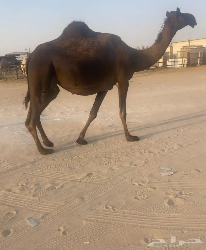 البيع القحه ثنو 0