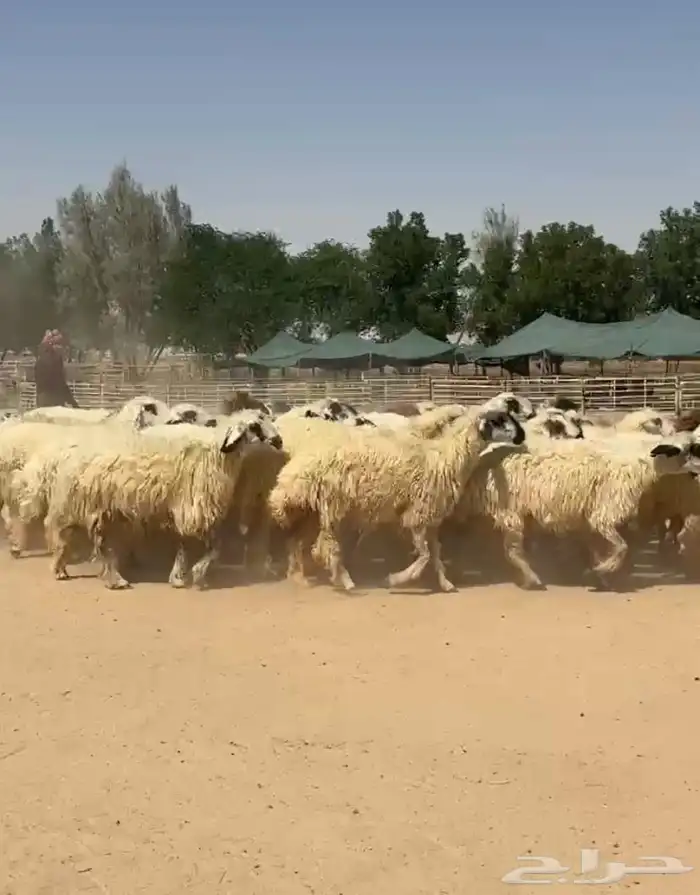 غنم عرب بيض مكحله اشباب وطيبه للبيع 10