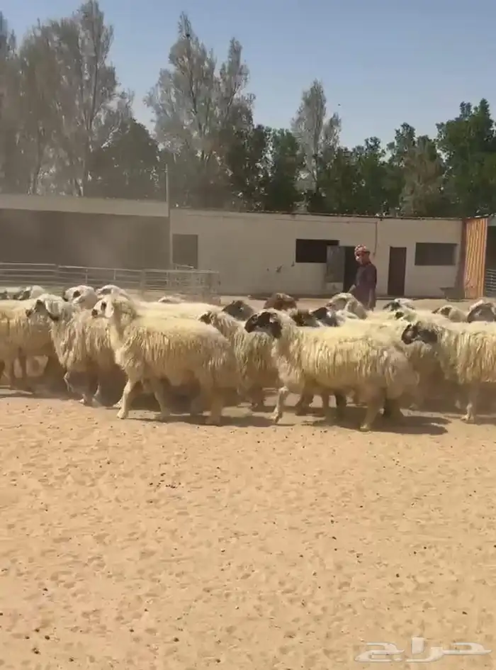 غنم عرب بيض مكحله اشباب وطيبه للبيع 8