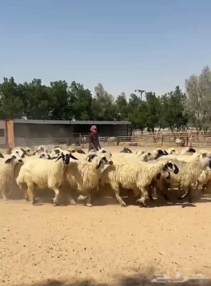 غنم عرب بيض مكحله اشباب وطيبه للبيع 0
