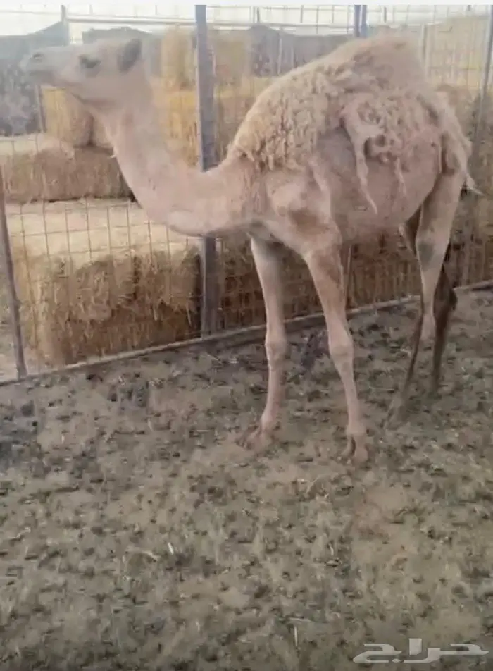 بكره مفروده 0