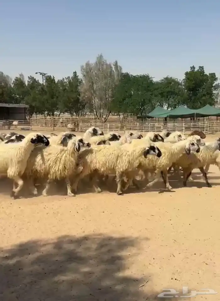 غنم عرب بيض مكحله اشباب وطيبه للبيع 2