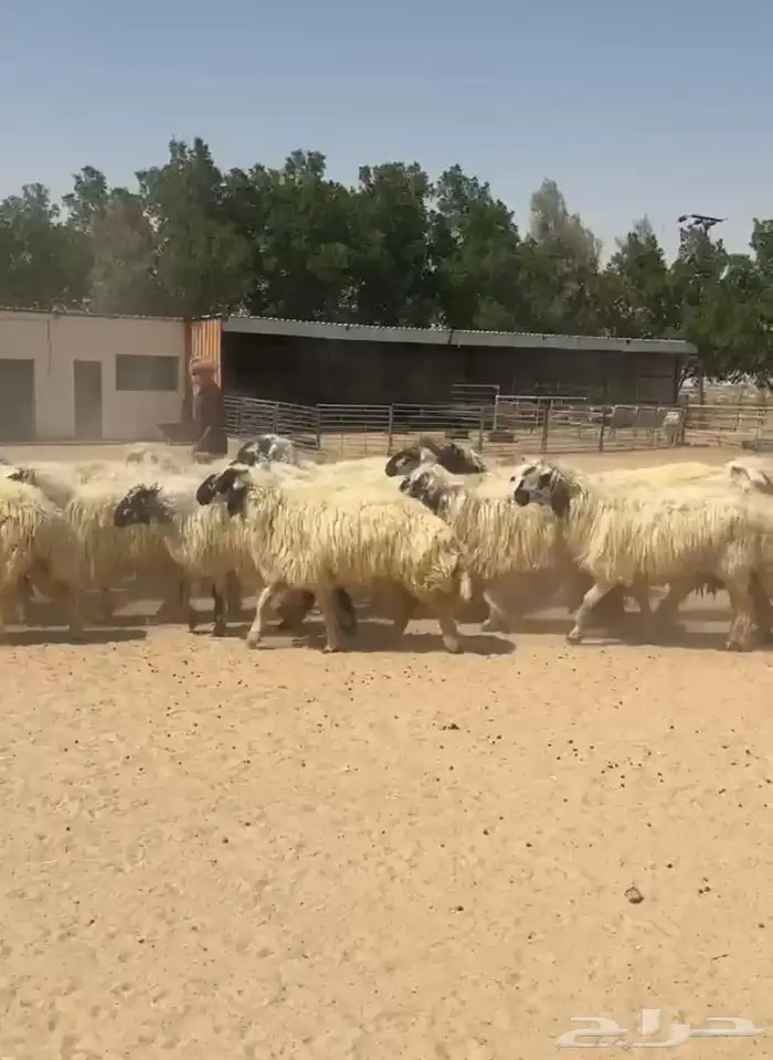 غنم عرب بيض مكحله اشباب وطيبه للبيع 4