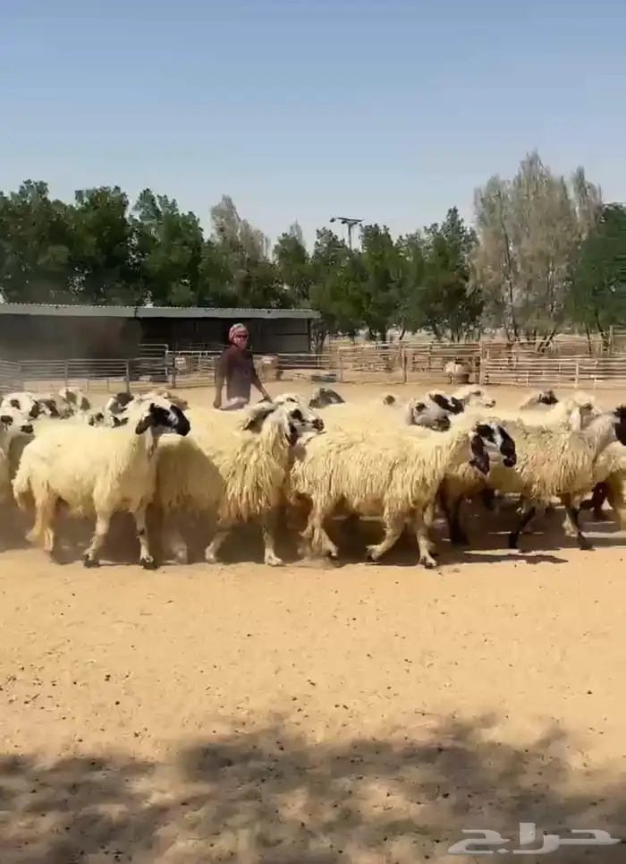 غنم عرب بيض مكحله اشباب وطيبه للبيع 9