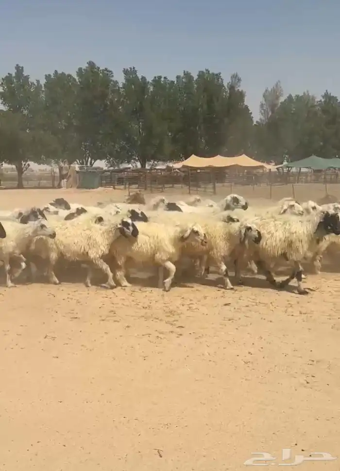 غنم عرب بيض مكحله اشباب وطيبه للبيع 1