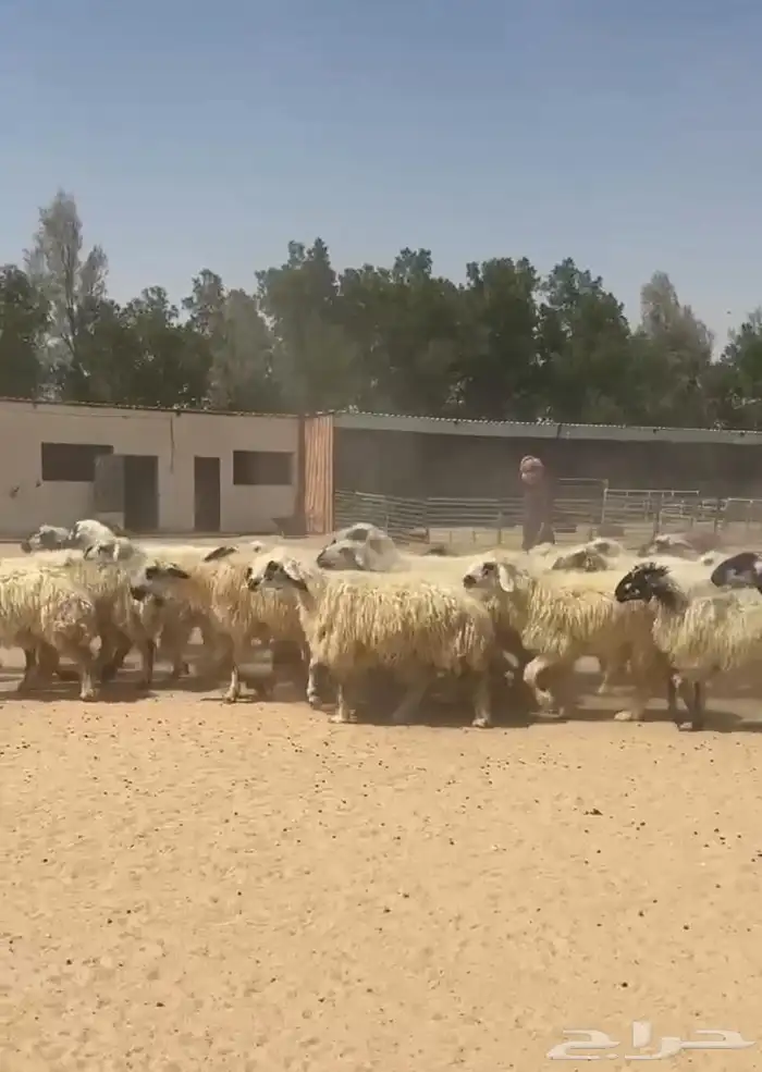 غنم عرب بيض مكحله اشباب وطيبه للبيع 5