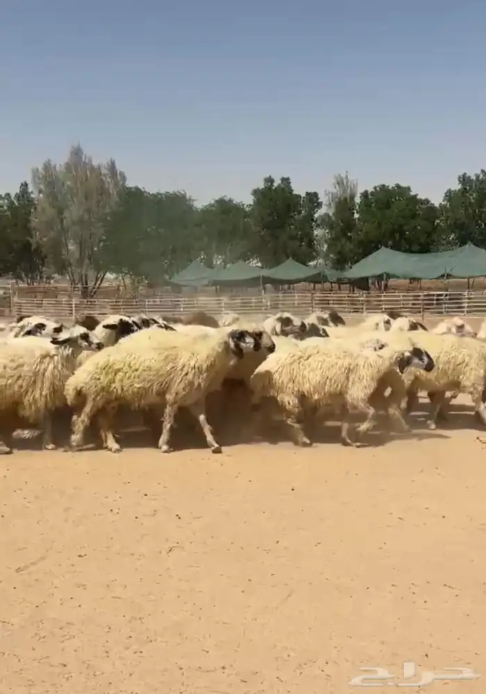 غنم عرب بيض مكحله اشباب وطيبه للبيع 12