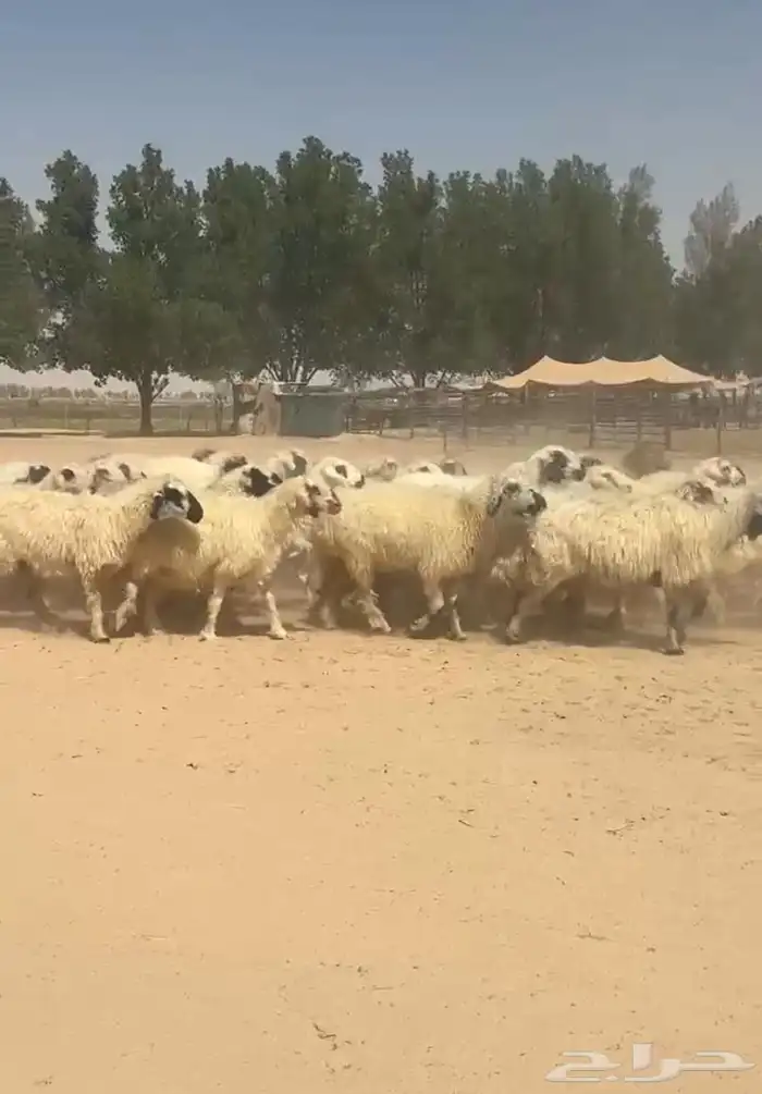 غنم عرب بيض مكحله اشباب وطيبه للبيع 11