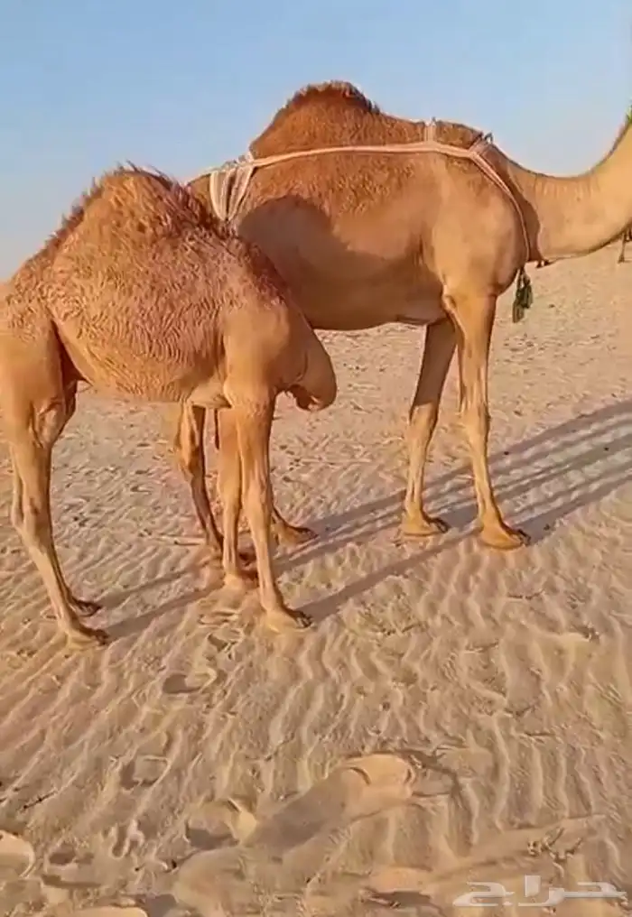 قعود اصفر بري فل الفل ضغط عالي 1