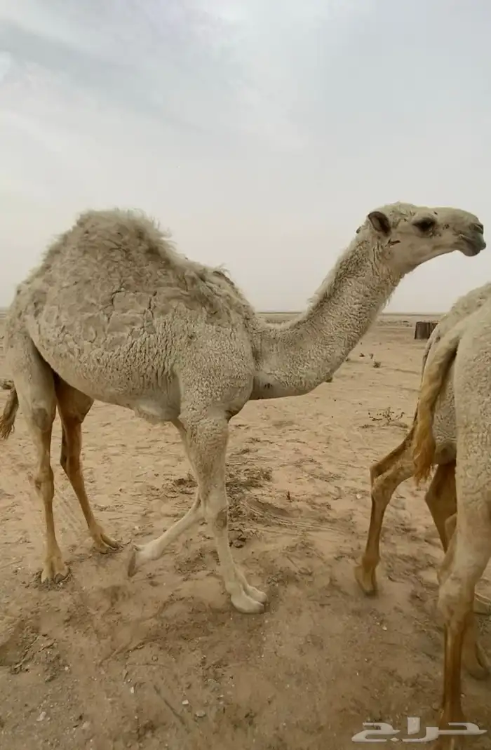 قعود للبيع 2