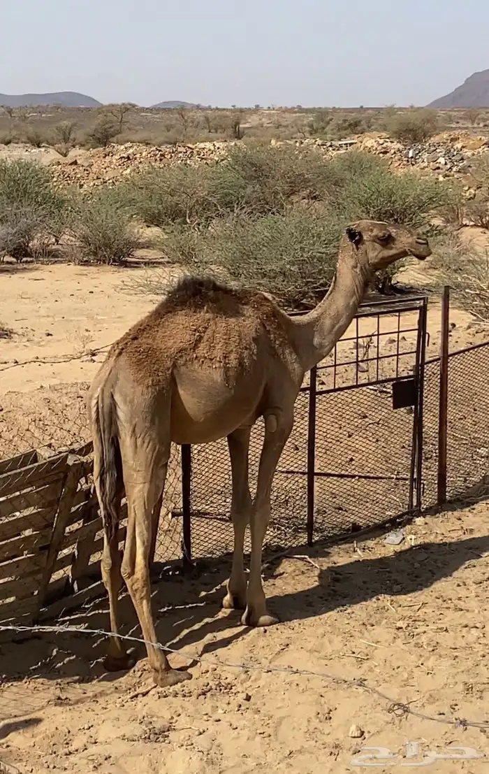 قعود اصفر 1