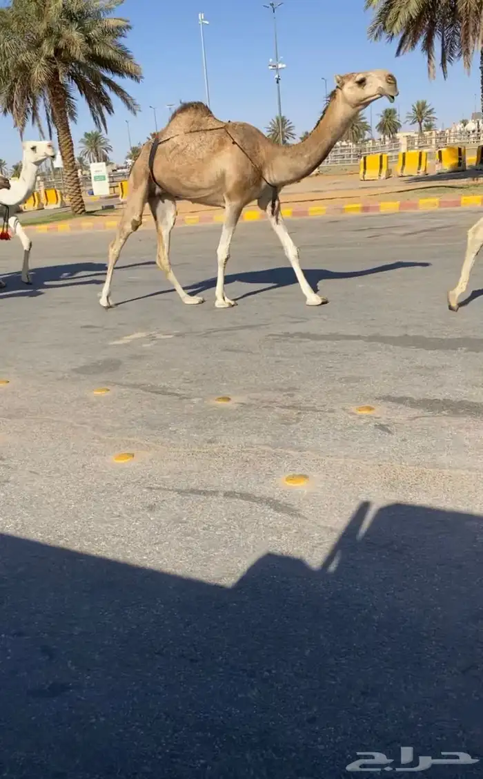 للبيع الخفوت 0