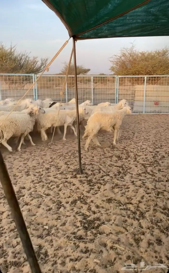 للبيع ضان دفيع كلها شرط سونار العدد 40 1