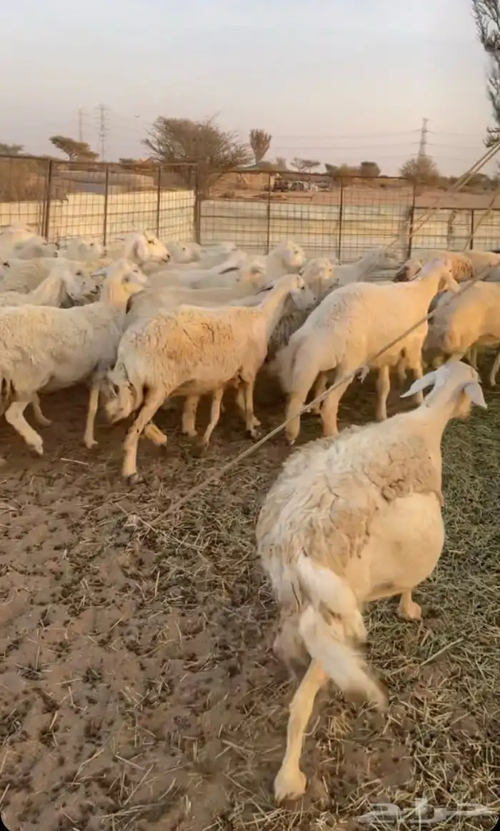 للبيع ضان دفيع كلها شرط سونار العدد 40 0