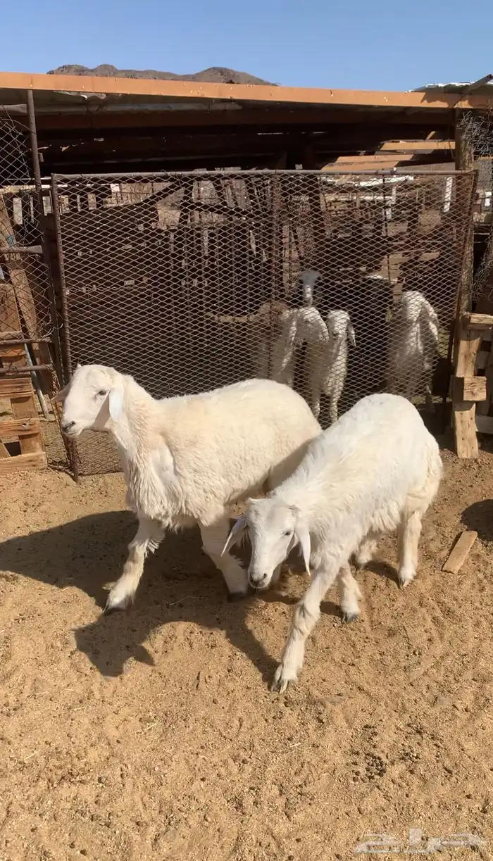طليان 1