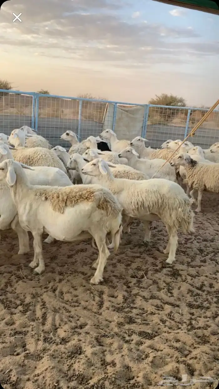 للبيع ضان دفيع كلها شرط سونار العدد 40 2