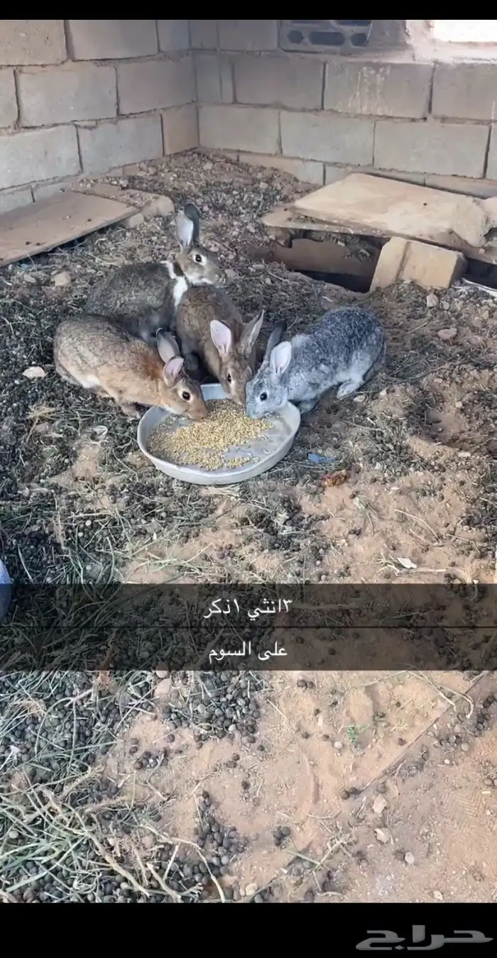 أرانب 0