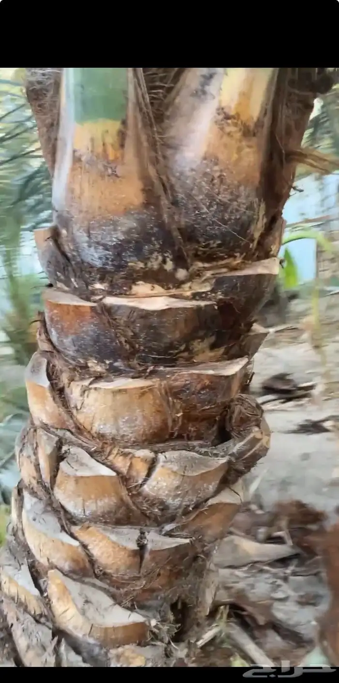 شغل نخل 4