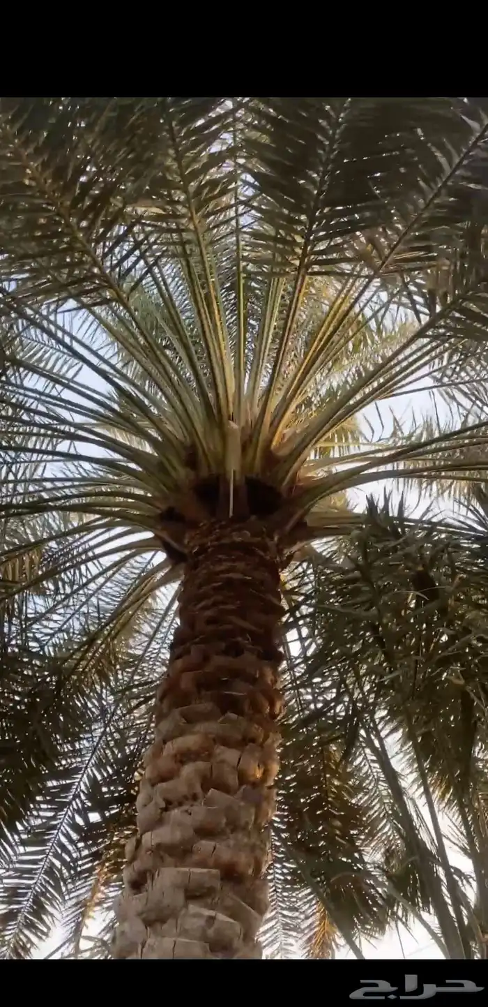 شغل نخل 2