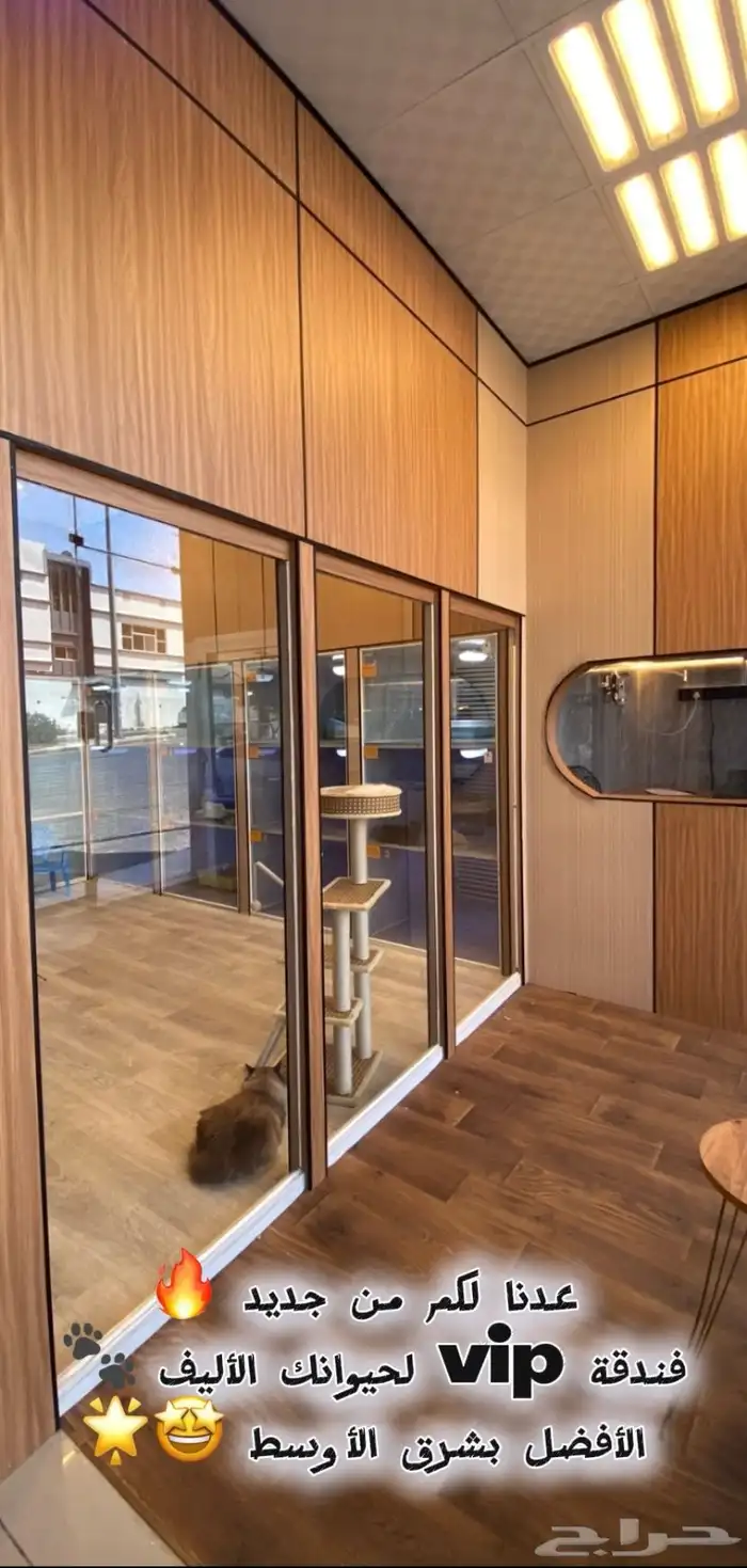 فندقة قطط vip بسعر رمزي وتحت مسؤليتنا منذو الاستلام لتسليم 1