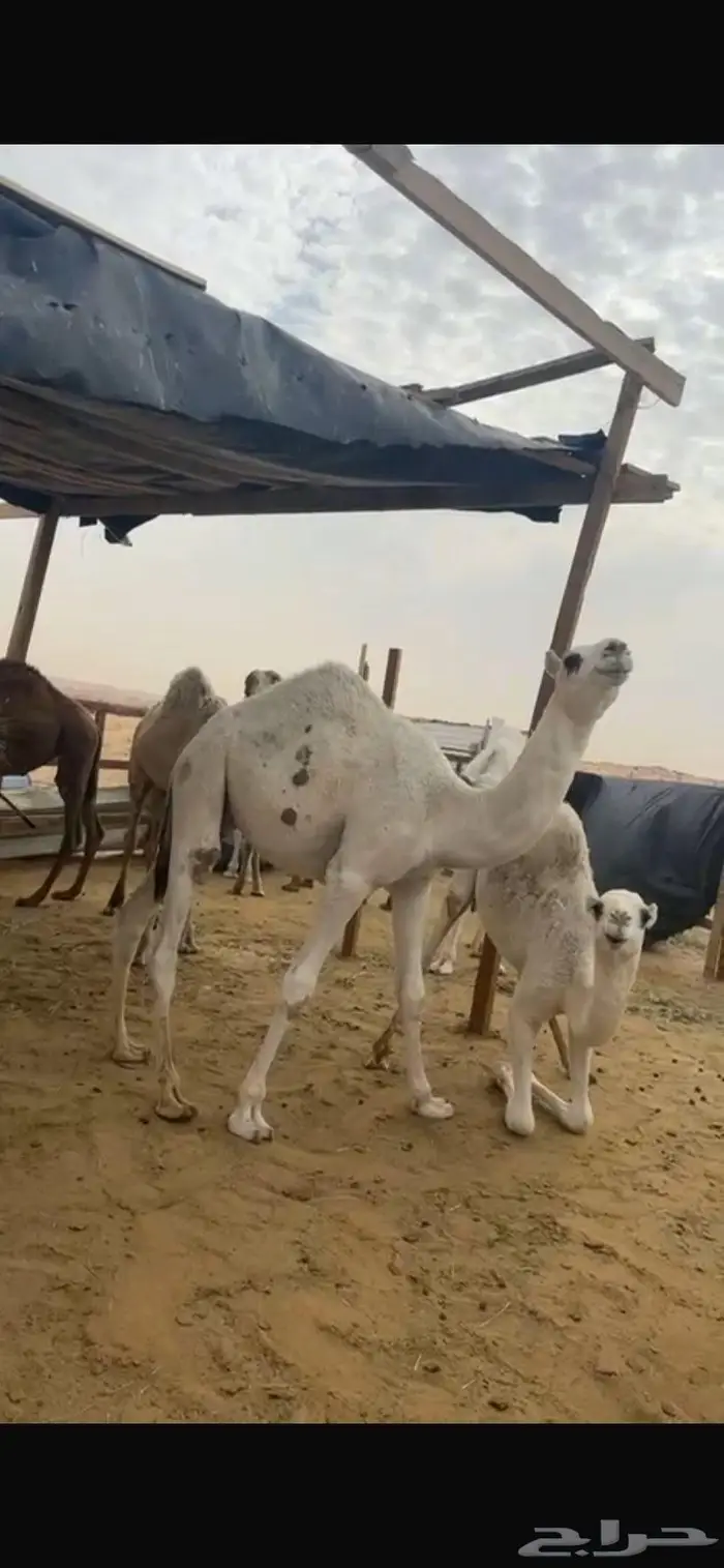 قعدان لباني 1