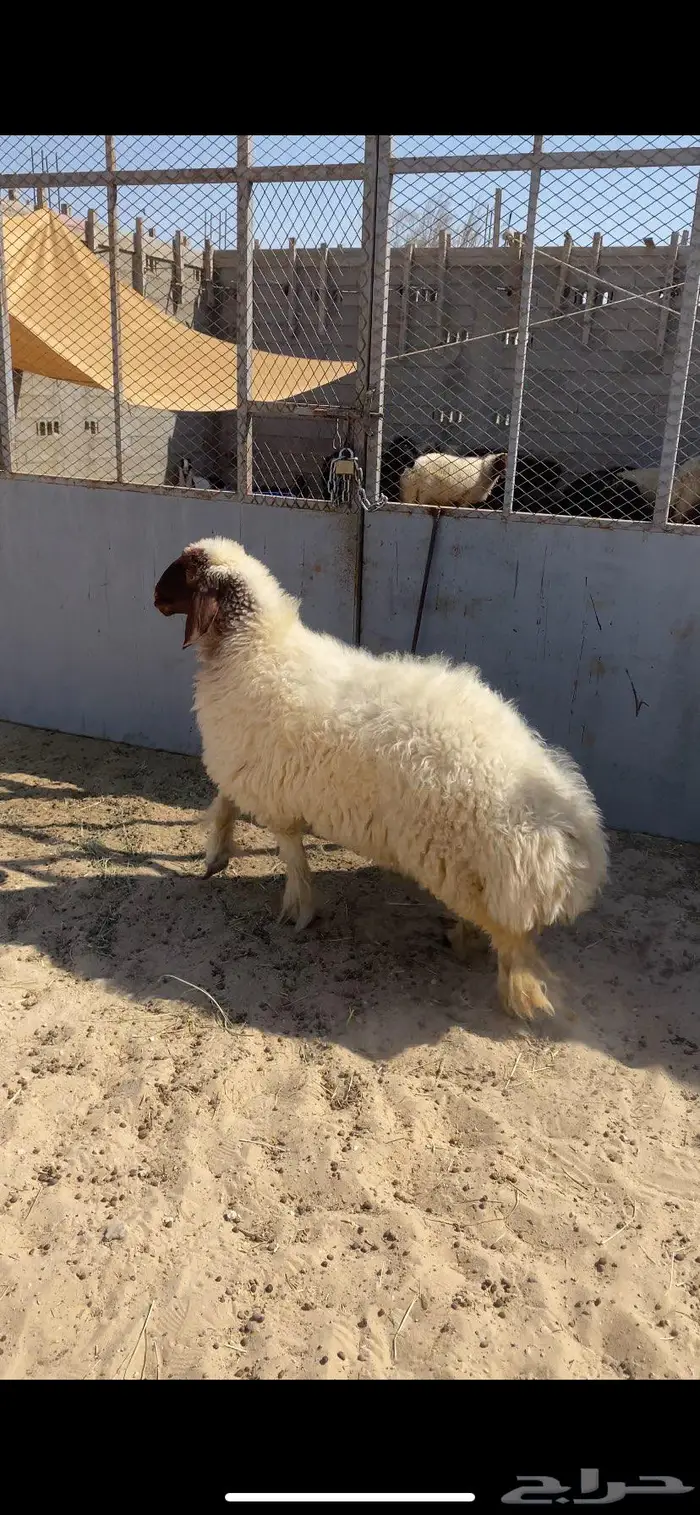 نعميه صنف وجبره 0