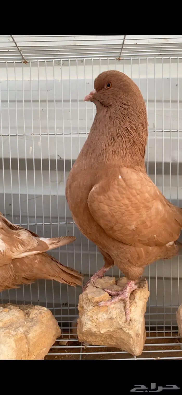جوزين كنق كبار وصغار. الخرج 1