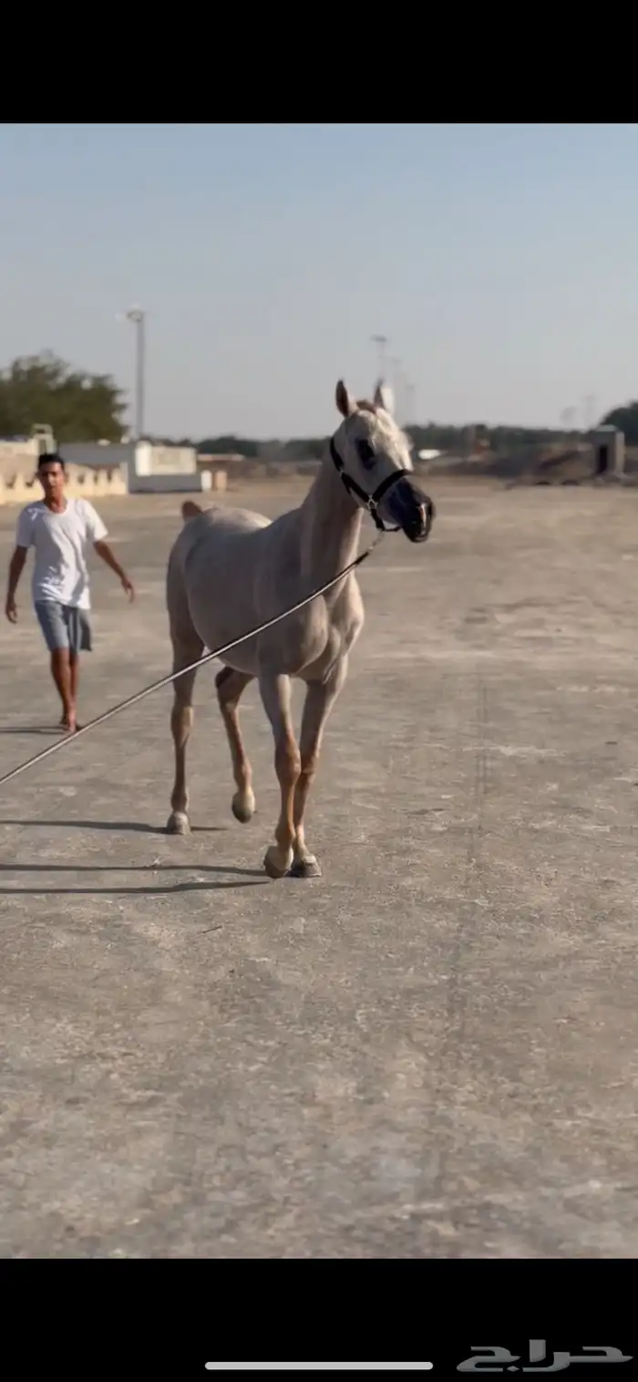 خيل 2