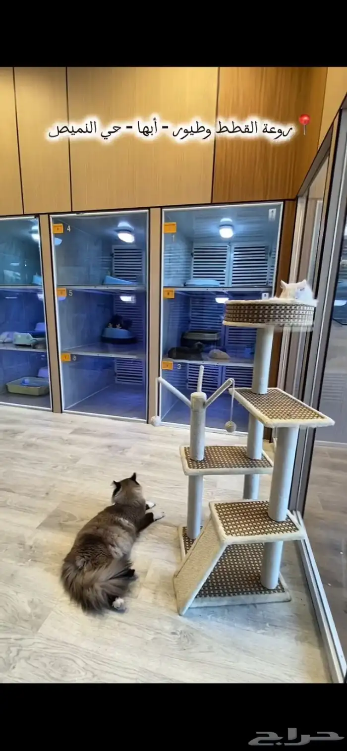 فندقة قطط vip بسعر رمزي وتحت مسؤليتنا منذو الاستلام لتسليم 9
