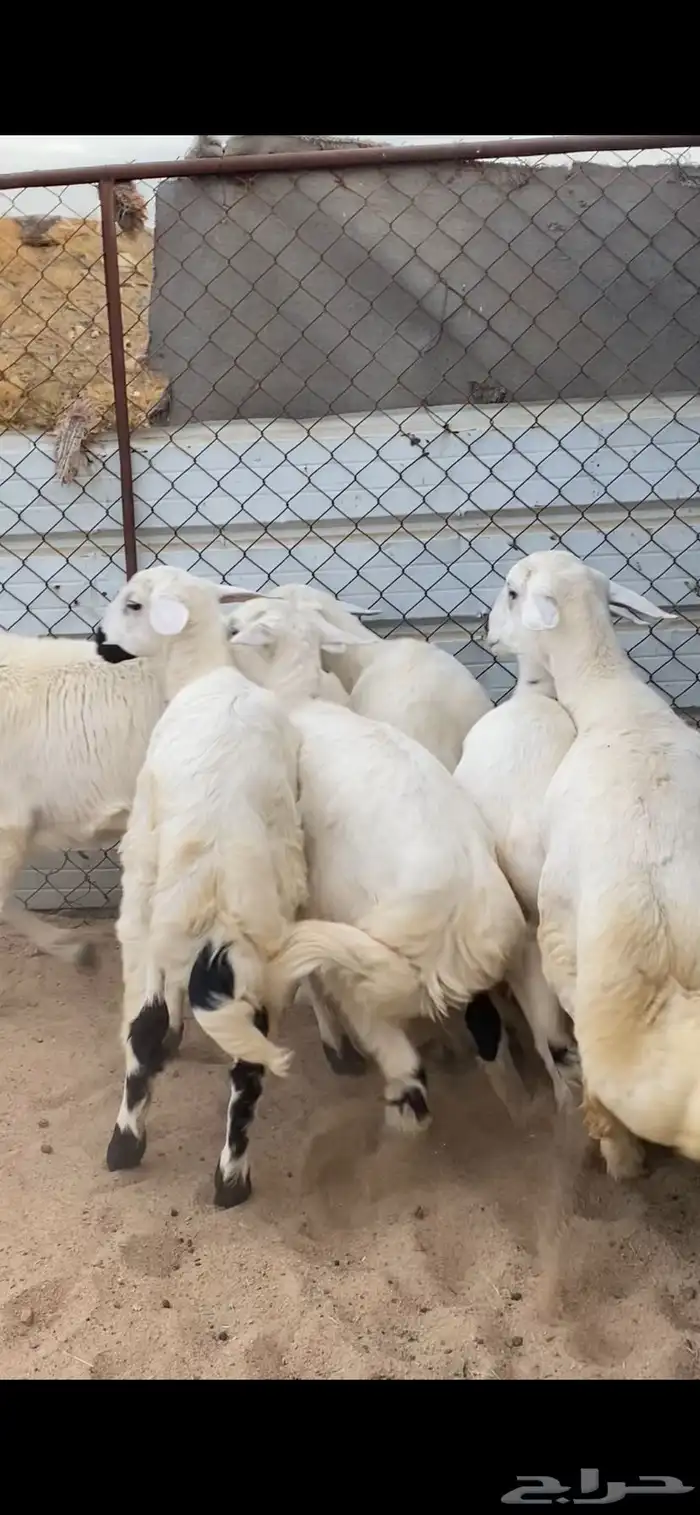 6 خرفان ورخل مقفله شحم 2