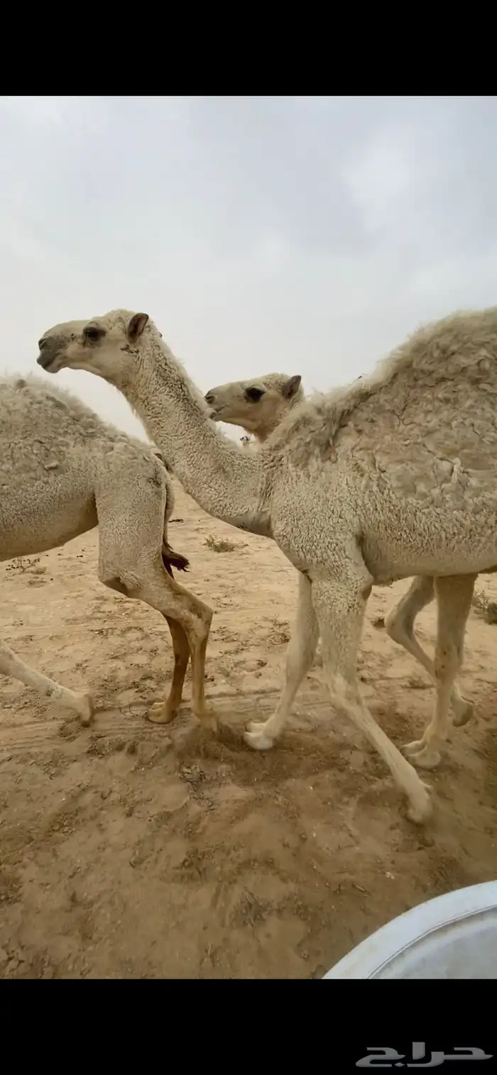 قعود للبيع 0