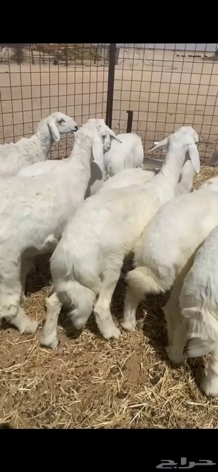 ذبائح حري 0