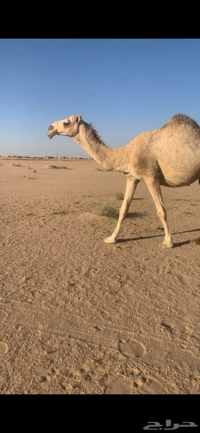 لقحه بكر على فحل علياني 1