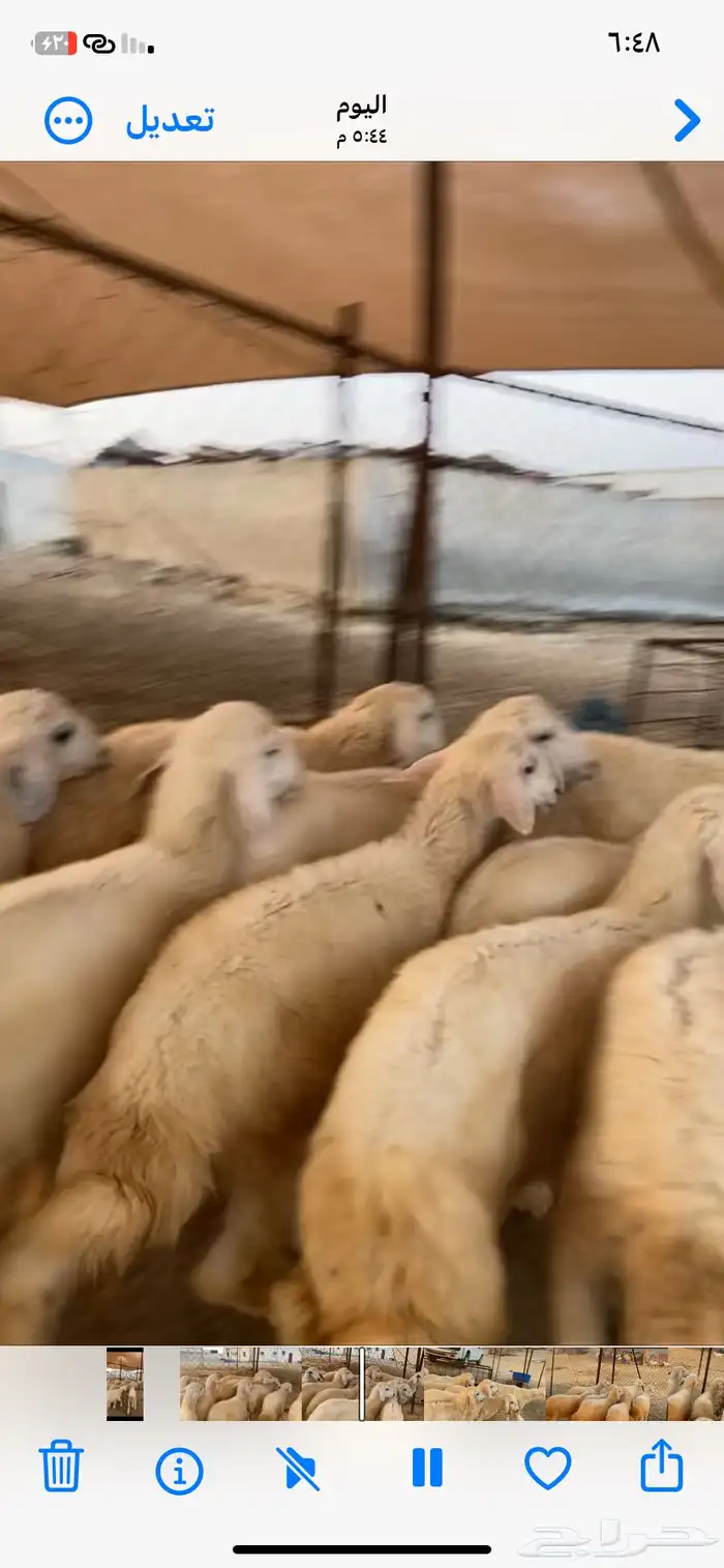 بهم طيب نضيف شرط 0