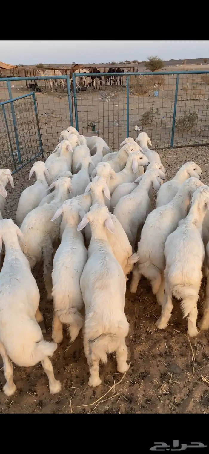 بهم تربيه تم البيع اضغط متابعه 0