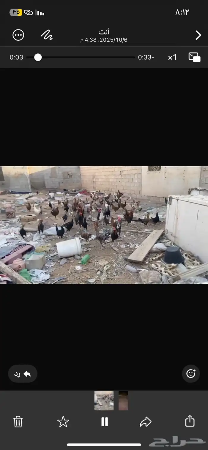دجاج ديكه 2