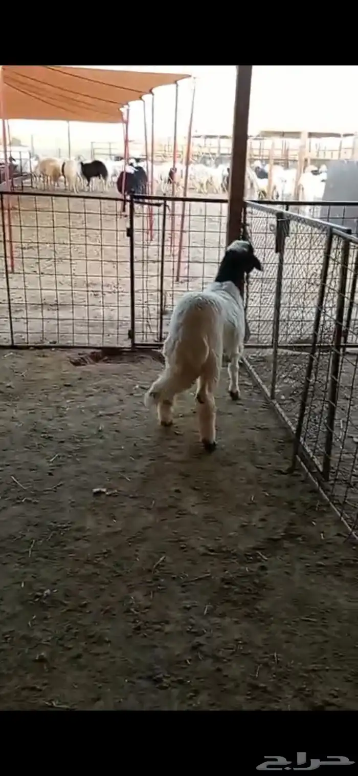 سويكنيه ففل شحم 2