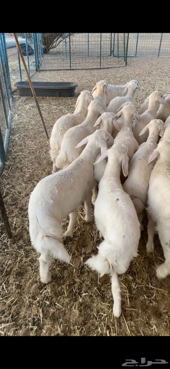 بهم تربيه تم البيع اضغط متابعه 3