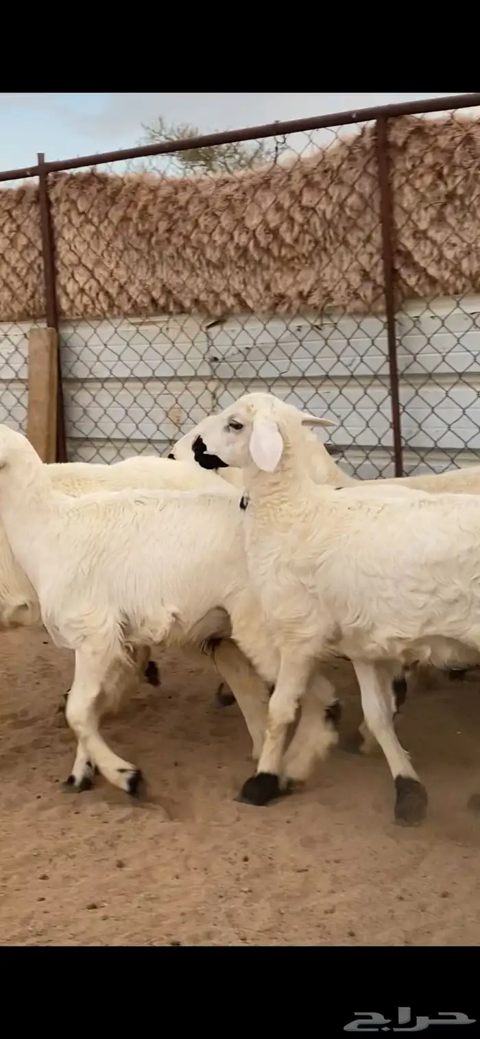 6 خرفان ورخل مقفله شحم 3