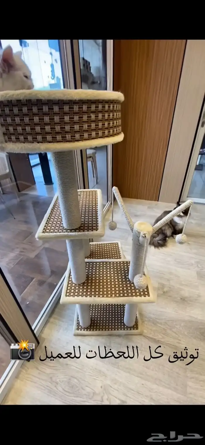 فندقة قطط vip بسعر رمزي وتحت مسؤليتنا منذو الاستلام لتسليم 3