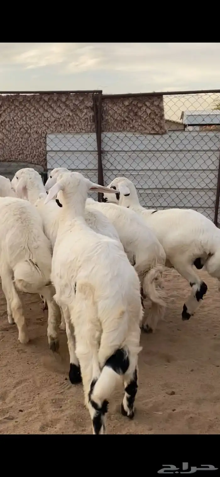 6 خرفان ورخل مقفله شحم 0