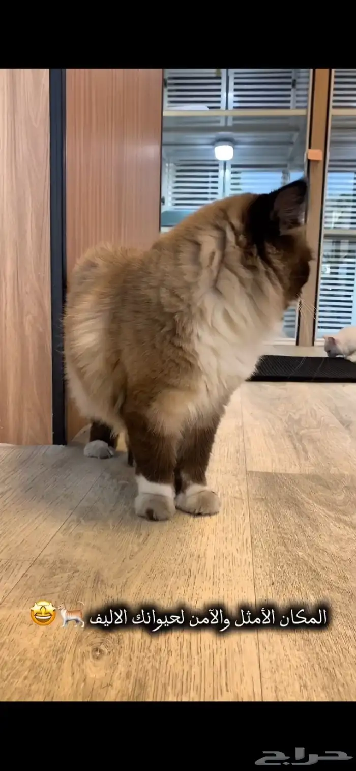 فندقة قطط vip بسعر رمزي وتحت مسؤليتنا منذو الاستلام لتسليم 6