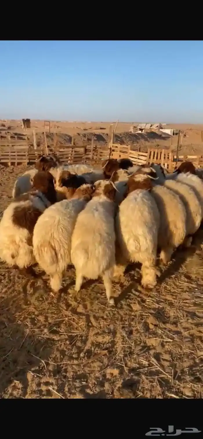 طليان نعيم ورخال 0